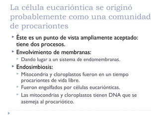 La célula eucarióntica se originó
probablemente como una comunidad
de procariontes
 Éste es un punto de vista ampliamente aceptado:
tiene dos procesos.
 Envolvimiento de membranas:
 Dando lugar a un sistema de endomembranas.
 Endosimbiosis:
 Mitocondria y cloroplastos fueron en un tiempo
procariontes de vida libre.
 Fueron engolfados por células eucariónticas.
 Las mitocondrias y cloroplastos tienen DNA que se
asemeja al procariótico.
 