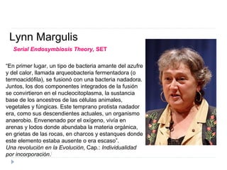 Lynn Margulis
Serial Endosymbiosis Theory, SET
“En primer lugar, un tipo de bacteria amante del azufre
y del calor, llamada arqueobacteria fermentadora (o
termoacidófila), se fusionó con una bacteria nadadora.
Juntos, los dos componentes integrados de la fusión
se convirtieron en el nucleocitoplasma, la sustancia
base de los ancestros de las células animales,
vegetales y fúngicas. Este temprano protista nadador
era, como sus descendientes actuales, un organismo
anaerobio. Envenenado por el oxígeno, vivía en
arenas y lodos donde abundaba la materia orgánica,
en grietas de las rocas, en charcos y estanques donde
este elemento estaba ausente o era escaso”.
Una revolución en la Evolución, Cap.: Individualidad
por incorporación.[
 