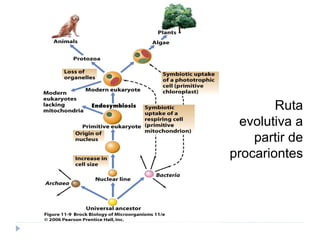 Ruta
evolutiva a
partir de
procariontes
 