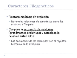  Plantean hipótesis de evolución.
 Determina relaciones de parentesco entre las
especies o filogenia.
 Compara la secuencia de moléculas
(cronómetros evolutivos) y establece la
relación entre ellas
 Las secuencias de las moléculas son el registro
histórico de la evolución
Caracteres Filogenéticos
 