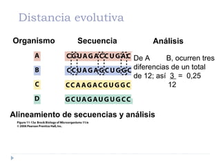 Distancia evolutiva
De A B, ocurren tres
diferencias de un total
de 12; así 3 = 0,25
12
Alineamiento de secuencias y análisis
Organismo Secuencia Análisis
 