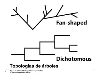 Topologías de árboles
 