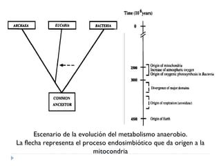 Escenario de la evolución del metabolismo anaerobio.
La flecha representa el proceso endosimbiótico que da origen a la
mitocondria
0,1
1
10
20
% O2
 