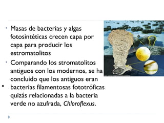 • Masas de bacterias y algas
fotosintéticas crecen capa por
capa para producir los
estromatolitos
• Comparando los stromatolitos
antiguos con los modernos, se ha
concluido que los antiguos eran
bacterias filamentosas fototróficas
quizás relacionadas a la bacteria
verde no azufrada, Chloroflexus.
•
 
