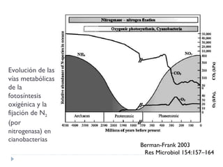 Berman-Frank 2003
Res Microbiol 154:157–164
Evolución de las
vías metabólicas
de la
fotosíntesis
oxigénica y la
fijación de N2
(por
nitrogenasa) en
cianobacterias
 