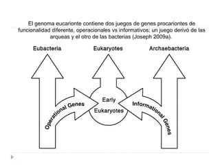 El genoma eucarionte contiene dos juegos de genes procariontes de
funcionalidad diferente, operacionales vs informativos; un juego derivó de las
arqueas y el otro de las bacterias (Joseph 2009a).
 