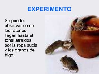 EXPERIMENTO Se puede observar como los ratones llegan hasta el tonel atraídos por la ropa sucia y los granos de trigo 