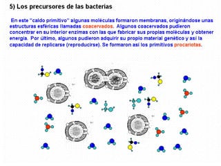 LOS PRECURSORES DE LAS BACTERIAS




En este caldo primitivo algunas moléculas formaron membranas , originándose
unas estructuras esféricas llamada coacervados. Algunos coacervados
permitieron concentrar en su interior enzimas con las que fabrican sus propias
moléculas y obtener energía. Por último, algunos pudieron obtener su material
genético y así la capacidad de replicarse, reproducirse. Se formaron así los
primitivos procariotas.
 