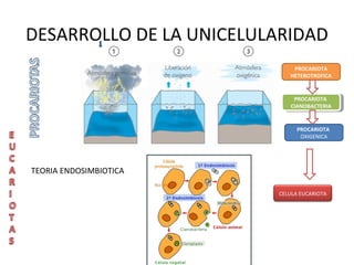 DESARROLLO DE LA UNICELULARIDAD
                             PROCARIOTA
                            HETEROTROFICA


                             PROCARIOTA
                              PROCARIOTA
                            CIANOBACTERIA
                             CIANOBACTERIA


                               PROCARIOTA
                                OXIGENICA




TEORIA ENDOSIMBIOTICA

                         CELULA EUCARIOTA
 