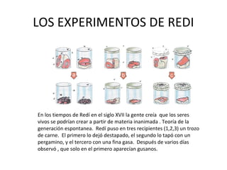 LOS EXPERIMENTOS DE REDI




En los tiempos de Redí en el siglo XVII la gente creía que los seres
vivos se podrían crear a partir de materia inanimada . Teoría de la
generación espontanea. Redí puso en tres recipientes (1,2,3) un trozo
de carne. El primero lo dejó destapado, el segundo lo tapó con un
pergamino, y el tercero con una fina gasa. Después de varios días
observó , que solo en el primero aparecían gusanos.
 