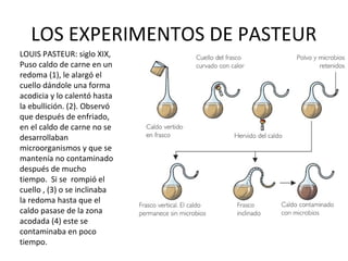 LOS EXPERIMENTOS DE PASTEUR
LOUIS PASTEUR: siglo XIX,
Puso caldo de carne en un
redoma (1), le alargó el
cuello dándole una forma
acodicia y lo calentó hasta
la ebullición. (2). Observó
que después de enfriado,
en el caldo de carne no se
desarrollaban
microorganismos y que se
mantenía no contaminado
después de mucho
tiempo. Si se rompió el
cuello , (3) o se inclinaba
la redoma hasta que el
caldo pasase de la zona
acodada (4) este se
contaminaba en poco
tiempo.
 
