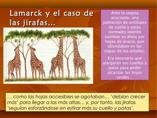Lamarck y el caso deLamarck y el caso de
las jirafas…las jirafas…
Ante la sequía
acuciante, una
población de antílopes
de cuello y patas
normales intentó
cambiar su dieta por
hojas de acacia, que
abundaban en las
copas de los árboles.
Era necesario que
alargaran sus cuellos y
patas para poder
alcanzar las hojas
verdes…
… como las hojas accesibles se agotaban… ‘debían crecer
más’ para llegar a las más altas… y, por tanto, las jirafas
‘seguían esforzándose en estirar más su cuello y patas’.
 