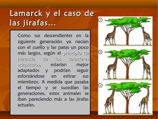 Como sus descendientes en la
siguiente generación ya nacían
con el cuello y las patas un poco
más largos, según el principio deprincipio de
herencia de los caracteresherencia de los caracteres
adquiridosadquiridos, estarían mejor
adaptados y podrían seguir
esforzándose en estirar sus
miembros. A medida que pasaba
el tiempo y se sucedían las
generaciones, estos animales se
iban pareciendo más a las jirafas
actuales.
Lamarck y el caso deLamarck y el caso de
las jirafas…las jirafas…
 