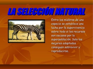 LA SELECCIÓN NATURALLA SELECCIÓN NATURAL
Entre los miebros de unaEntre los miebros de una
especie se establece unaespecie se establece una
lucha por la supervivencialucha por la supervivencia
sobre todo si los recursossobre todo si los recursos
son escasos por lason escasos por la
superpoblación. Solo lossuperpoblación. Solo los
mejores adaptadosmejores adaptados
consiguen sobrevivir yconsiguen sobrevivir y
reproducirse.reproducirse.
 