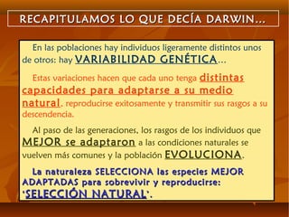 RECAPITULAMOS LO QUE DECÍA DARWIN…RECAPITULAMOS LO QUE DECÍA DARWIN…
En las poblaciones hay individuos ligeramente distintos unos
de otros: hay VARIABILIDAD GENÉTICA…
Estas variaciones hacen que cada uno tenga distintas
capacidades para adaptarse a su medio
natural, reproducirse exitosamente y transmitir sus rasgos a su
descendencia.
Al paso de las generaciones, los rasgos de los individuos que
MEJOR se adaptaron a las condiciones naturales se
vuelven más comunes y la población EVOLUCIONA.
La naturaleza SELECCIONA las especies MEJORLa naturaleza SELECCIONA las especies MEJOR
ADAPTADAS para sobrevivir y reproducirse:ADAPTADAS para sobrevivir y reproducirse:
‘‘SELECCIÓN NATURALSELECCIÓN NATURAL’.’.
 