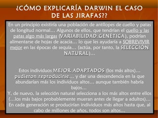 ¿CÓMO EXPLICARÍA DARWIN EL CASO
DE LAS JIRAFAS??
En un principio existiría una población de antílopes de cuello y patas
de longitud normal… Algunos de ellos, que tendrían el cuello y las
patas algo más largas (VARIABILIDAD GENÉTICAVARIABILIDAD GENÉTICA), podrían
alimentarse de hojas de acacia… lo que les ayudaría a SOBREVIVIR
mejor en las épocas de sequía… (actúa, por tanto, la SELECCIÓNSELECCIÓN
NATURALNATURAL)…
Estos individuos MEJOR ADAPTADOSMEJOR ADAPTADOS (los más altos)…
pudieron reproducirsepudieron reproducirse… y dar una descendencia en la que
abundarían más los individuos altos… aunque también habría
bajos…
Y, de nuevo, la selección natural selecciona a los más altos entre ellos
(…los más bajos probablemente mueran antes de llegar a adultos)…
En cada generación se producirían individuos más altos hasta que, al
cabo de millones de años, todos son altos…
 