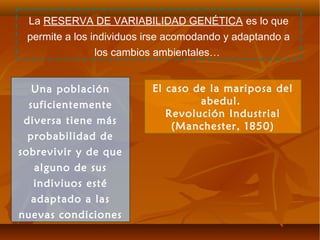 El caso de la mariposa del
abedul.
Revolución Industrial
(Manchester, 1850)
La RESERVA DE VARIABILIDAD GENÉTICA es lo que
permite a los individuos irse acomodando y adaptando a
los cambios ambientales…
Una población
suficientemente
diversa tiene más
probabilidad de
sobrevivir y de que
alguno de sus
indiviuos esté
adaptado a las
nuevas condiciones
 