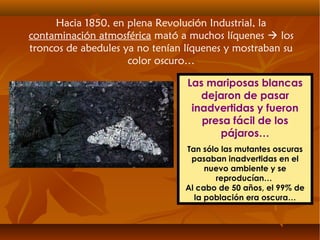 Hacia 1850, en plena Revolución Industrial, la
contaminación atmosférica mató a muchos líquenes  los
troncos de abedules ya no tenían líquenes y mostraban su
color oscuro…
Las mariposas blancas
dejaron de pasar
inadvertidas y fueron
presa fácil de los
pájaros…
Tan sólo las mutantes oscuras
pasaban inadvertidas en el
nuevo ambiente y se
reproducían…
Al cabo de 50 años, el 99% de
la población era oscura…
 