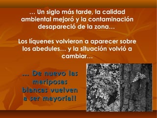 … Un siglo más tarde, la calidad
ambiental mejoró y la contaminación
desapareció de la zona…
Los líquenes volvieron a aparecer sobre
los abedules… y la situación volvió a
cambiar…
…… De nuevo lasDe nuevo las
mariposasmariposas
blancas vuelvenblancas vuelven
a ser mayoría!!a ser mayoría!!
 