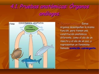 4.1. Pruebas anatómicas: Órganos4.1. Pruebas anatómicas: Órganos
análogos.análogos.
➢ Órganos análogos:Órganos análogos: EstosEstos
órganos desempeñan la mismaórganos desempeñan la misma
función, pero tienen unafunción, pero tienen una
constitución anatómicaconstitución anatómica
diferente, como el ala de undiferente, como el ala de un
insecto y el ala de un ave, yinsecto y el ala de un ave, y
representan un fenómenorepresentan un fenómeno
llamadollamado evolución convergente.evolución convergente.
 