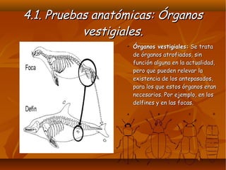 4.1. Pruebas anatómicas: Órganos4.1. Pruebas anatómicas: Órganos
vestigiales.vestigiales.
➢ Órganos vestigiales:Órganos vestigiales: Se trataSe trata
de órganos atrofiados, sinde órganos atrofiados, sin
función alguna en la actualidad,función alguna en la actualidad,
pero que pueden relevar lapero que pueden relevar la
existencia de los antepasados,existencia de los antepasados,
para los que estos órganos eranpara los que estos órganos eran
necesarios. Por ejemplo, en losnecesarios. Por ejemplo, en los
delfines y en las focas.delfines y en las focas.
 