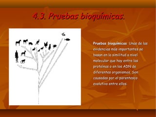 4.3. Pruebas bioquímicas.4.3. Pruebas bioquímicas.
Pruebas bioquímicasPruebas bioquímicas:: Unas de lasUnas de las
evidencias más importantes seevidencias más importantes se
basan en la similitud a nivelbasan en la similitud a nivel
molecular que hay entre lasmolecular que hay entre las
proteínas o en los ADN deproteínas o en los ADN de
diferentes organismos. Sondiferentes organismos. Son
causadas por el parentescocausadas por el parentesco
evolutivo entre ellos.evolutivo entre ellos.
 