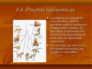  Las especies se relaccionanLas especies se relaccionan
unas con otras, como siunas con otras, como si
guardasen entre si parentescosguardasen entre si parentescos
y antepasados comunes. Loy antepasados comunes. Lo
que refleja la taxonomìa sonque refleja la taxonomìa son
las relaciones de parentescoslas relaciones de parentescos
entre todas las especies deentre todas las especies de
seres vivos.seres vivos.
 Por otro lado hay seres vivosPor otro lado hay seres vivos
con formas intermedias, porcon formas intermedias, por
ejemplo el ornitorinco.ejemplo el ornitorinco.
4.4. Pruebas taxonómicas.4.4. Pruebas taxonómicas.
 