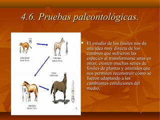  El estudio de los fósiles nos daEl estudio de los fósiles nos da
una idea muy directa de losuna idea muy directa de los
cambios que sufrieron lascambios que sufrieron las
especies al transformarse unas enespecies al transformarse unas en
otras; existen muchas series deotras; existen muchas series de
fósiles de plantas y animales quefósiles de plantas y animales que
nos permiten reconstruir cómo senos permiten reconstruir cómo se
fueron adaptando a lasfueron adaptando a las
cambiantes condiciones delcambiantes condiciones del
medio,medio,
4.6. Pruebas paleontológicas.4.6. Pruebas paleontológicas.
 