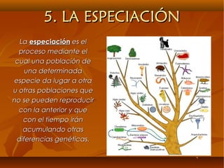 5. LA ESPECIACIÓN5. LA ESPECIACIÓN
LaLa especiaciónespeciación es eles el
proceso mediante elproceso mediante el
cual una población decual una población de
una determinadauna determinada
especie da lugar a otraespecie da lugar a otra
u otras poblaciones queu otras poblaciones que
no se pueden reproducirno se pueden reproducir
con la anterior y quecon la anterior y que
con el tiempo iráncon el tiempo irán
acumulando otrasacumulando otras
diferencias genéticas.diferencias genéticas.
 