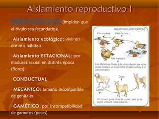 Aislamiento reproductivo IAislamiento reproductivo I
PRECIGÓTICOS (impiden que
el óvulo sea fecundado):
- Aislamiento ecológico: vivir en
distinto hábitats
- Aislamiento ESTACIONAL: por
madurez sexual en distinta época
(flores)
- CONDUCTUAL
- MECÁNICO: tamaño incompatible
de genitales
- GAMÉTICO: por incompatibilidad
de gametos (peces)
 