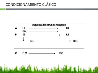 CONDICIONAMIENTO CLÁSICO
 