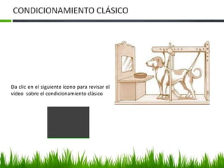CONDICIONAMIENTO CLÁSICO
Da clic en el siguiente ícono para revisar el
video sobre el condicionamiento clásico
 