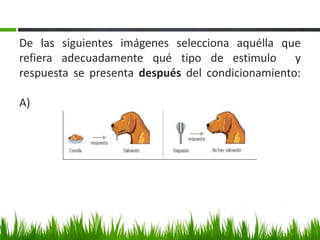 De las siguientes imágenes selecciona aquélla que
refiera adecuadamente qué tipo de estimulo y
respuesta se presenta después del condicionamiento:
A)
 