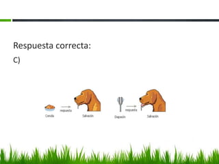 C)
Respuesta correcta:
 