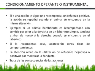 CONDICIONAMIENTO OPERANTE O INSTRUMENTAL
• Si a una acción le sigue una recompensa, un refuerzo positivo,
la acción se repetirá cuando el animal se encuentre en la
misma situación.
• Ejemplo: si un animal hambriento es recompensado con
comida por girar a la derecha en un laberinto simple, tenderá
a girar de nuevo a la derecha cuando se encuentre en el
laberinto.
• Si la recompensa cesa, aparecerán otros tipos de
comportamientos.
• La atención recae en la utilización de refuerzos negativos o
positivos par modificar la conducta.
• Trata de las consecuencias de las acciones
 