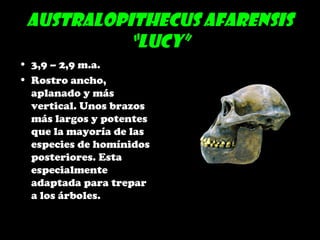 Australopithecus afarensis
“LUCY”
• 3,9 – 2,9 m.a.
• Rostro ancho,
aplanado y más
vertical. Unos brazos
más largos y potentes
que la mayoría de las
especies de homínidos
posteriores. Esta
especialmente
adaptada para trepar
a los árboles.
 