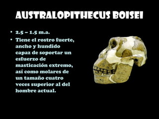 Australopithecus boisei
• 2.5 – 1.5 m.a.
• Tiene el rostro fuerte,
ancho y hundido
capaz de soportar un
esfuerzo de
masticación extremo,
así como molares de
un tamaño cuatro
veces superior al del
hombre actual.
 