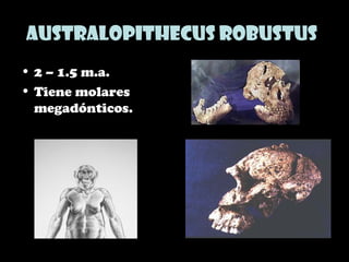 Australopithecus robustus
• 2 – 1.5 m.a.
• Tiene molares
megadónticos.
 