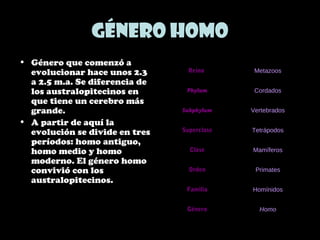 Género Homo
• Género que comenzó a
evolucionar hace unos 2.3
a 2.5 m.a. Se diferencia de
los australopitecinos en
que tiene un cerebro más
grande.
• A partir de aquí la
evolución se divide en tres
períodos: homo antiguo,
homo medio y homo
moderno. El género homo
convivió con los
australopitecinos.
Reino Metazoos
Phylum Cordados
Subphylum Vertebrados
Superclase Tetrápodos
Clase Mamíferos
Orden Primates
Familia Homínidos
Género Homo
 