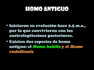 Homo Antiguo
• Iniciaron su evolución hace 2.5 m.a.,
por lo que convivieron con los
austrolopitecinos posteriores.
• Existen dos especies de homo
antiguo: el Homo habilis y el Homo
rudolfensis.
 