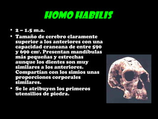 Homo habilis
• 2 – 1.5 m.a.
• Tamaño de cerebro claramente
superior a los anteriores con una
capacidad craneana de entre 590
y 690 cm3
. Presentan mandíbulas
más pequeñas y estrechas
aunque los dientes son muy
similares a los anteriores.
Compartían con los simios unas
proporciones corporales
similares.
• Se le atribuyen los primeros
utensilios de piedra.
 