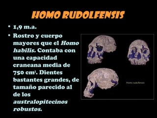 Homo rudolfensis
• 1,9 m.a.
• Rostro y cuerpo
mayores que el Homo
habilis. Contaba con
una capacidad
craneana media de
750 cm3
. Dientes
bastantes grandes, de
tamaño parecido al
de los
australopitecinos
robustos.
 