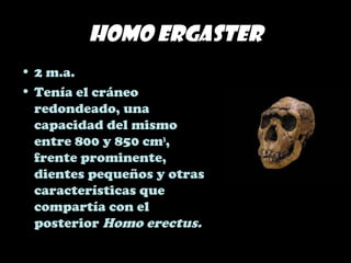 Homo ergaster
• 2 m.a.
• Tenía el cráneo
redondeado, una
capacidad del mismo
entre 800 y 850 cm3
,
frente prominente,
dientes pequeños y otras
características que
compartía con el
posterior Homo erectus.
 