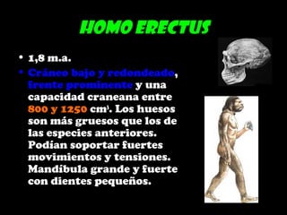 Homo erectus
• 1,8 m.a.
• Cráneo bajo y redondeado,
frente prominente y una
capacidad craneana entre
800 y 1250 cm3
. Los huesos
son más gruesos que los de
las especies anteriores.
Podían soportar fuertes
movimientos y tensiones.
Mandíbula grande y fuerte
con dientes pequeños.
 