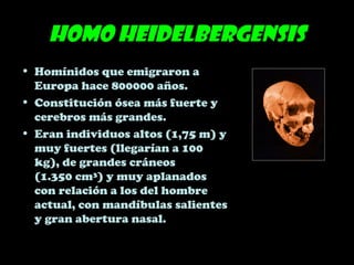 Homo heidelbergensis
• Homínidos que emigraron a
Europa hace 800000 años.
• Constitución ósea más fuerte y
cerebros más grandes.
• Eran individuos altos (1,75 m) y
muy fuertes (llegarían a 100
kg), de grandes cráneos
(1.350 cm³) y muy aplanados
con relación a los del hombre
actual, con mandíbulas salientes
y gran abertura nasal.
 