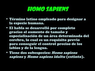Homo sapiens
• Término latino empleado para designar a
la especie humana.
• El habla se desarrolló por completo
gracias al aumento de tamaño y
especialización de un área determinada del
cerebro, lo cual es un requisito previo
para conseguir el control preciso de los
labios y de la lengua.
• Tiene dos subespecies: Homo sapiens
sapiens y Homo sapiens idaltu (extinto).
 