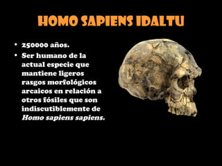 Homo sapiens idaltu
• 250000 años.
• Ser humano de la
actual especie que
mantiene ligeros
rasgos morfológicos
arcaicos en relación a
otros fósiles que son
indiscutiblemente de
Homo sapiens sapiens.
 