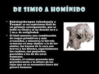 De simio a homínido
• Sahelanthropus tchadensis o
Toumaï es un espécimen fósil de
un primate antropomorfo, que se
halló en Chad y se ha datado en 6 a
7 m.a. de antigüedad.
• El fósil muestra una combinación
de rasgos primitivos y más
avanzados, y mientras la bóveda
craneana es muy similar a la de los
simios, los huesos de la cara son
breves y los dientes, especialmente
los caninos, son pequeños,
parecidos a los de los seres
humanos.
Además, el cráneo presenta una
protuberancia a la altura de las
cejas que no se encuentra fuera del
género humano.
 
