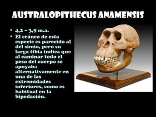 Australopithecus anamensis
• 4,2 – 3,9 m.a.
• El cráneo de esta
especie es parecido al
del simio, pero su
larga tibia indica que
al caminar todo el
peso del cuerpo se
apoyaba
alternativamente en
una de las
extremidades
inferiores, como es
habitual en la
bipedación.
 