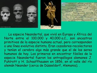 La especie Neandertal, que vivió en Europa y África del
Norte entre el 100.000 y 40.000 a.C., son ancestros
primitivos de la especie humana actual, pero corresponden
a una línea evolutiva distinta. Eran cazadores-recolectores
y tenían el cerebro algo más grande que el de los seres
humanos de hoy. Los primeros en encontrar fósiles de la
especie Neandertal fueron los antropólogos alemanes J.
Fuhlrott y H. Schaaffhausen en 1856, en el valle del río
alemán Neander (cerca de Düsseldorf, Alemania). .
 